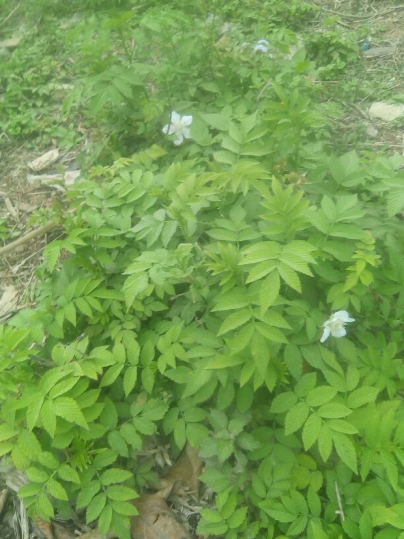 丰香草莓苗20~30cm
