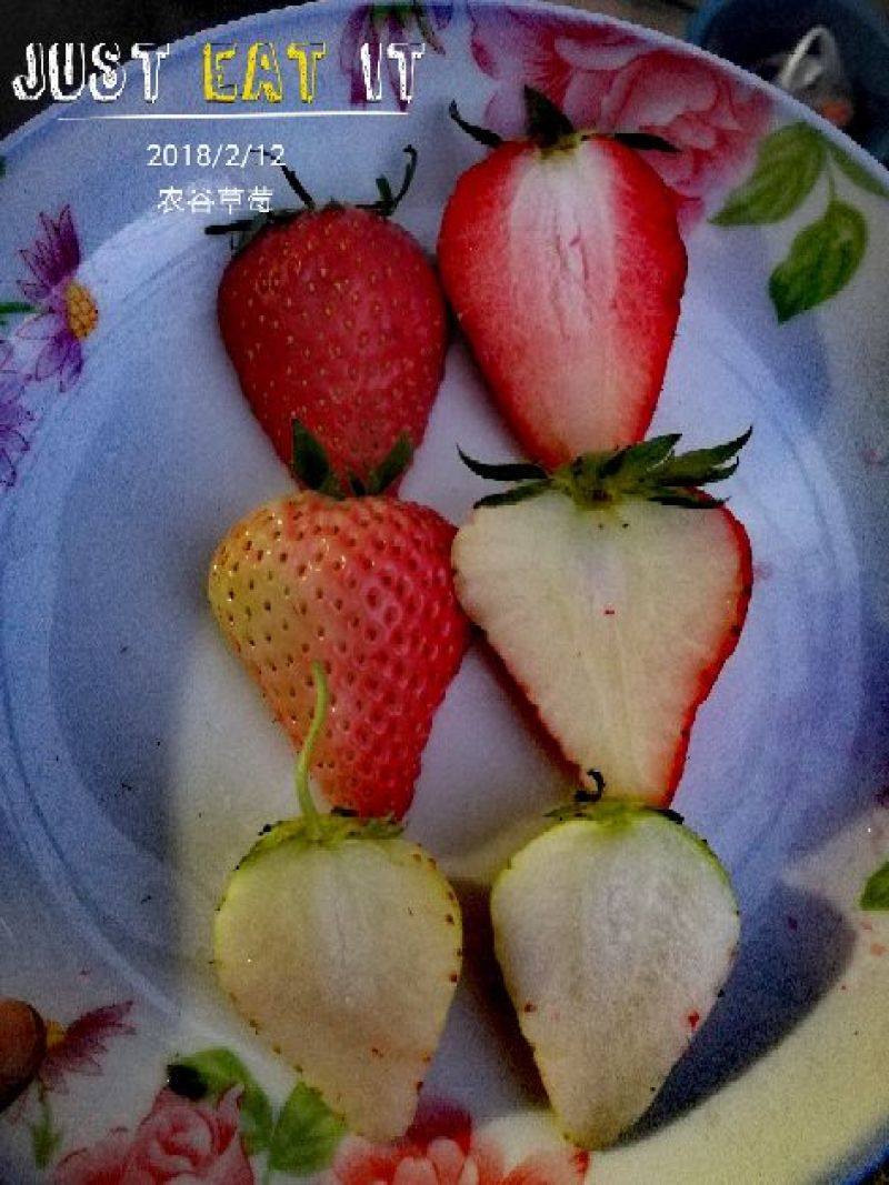 菠萝草莓苗10cm以下