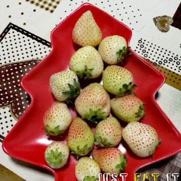 菠萝草莓苗10cm以下