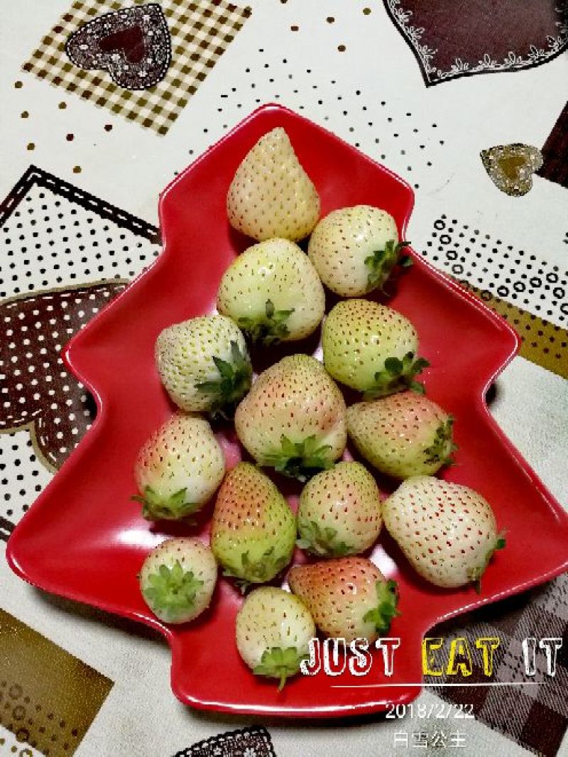 菠萝草莓苗10cm以下