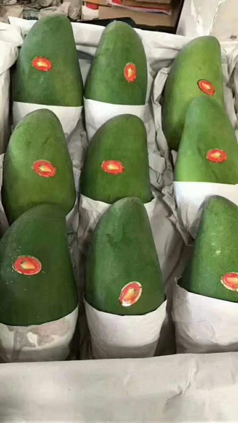 大青芒10两以上批发代发