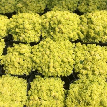 多肉植物带盆栽好