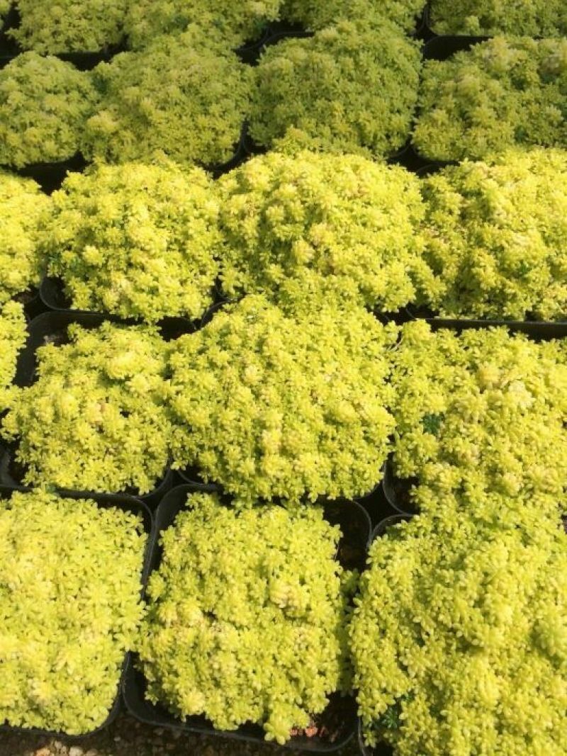 多肉植物带盆栽好