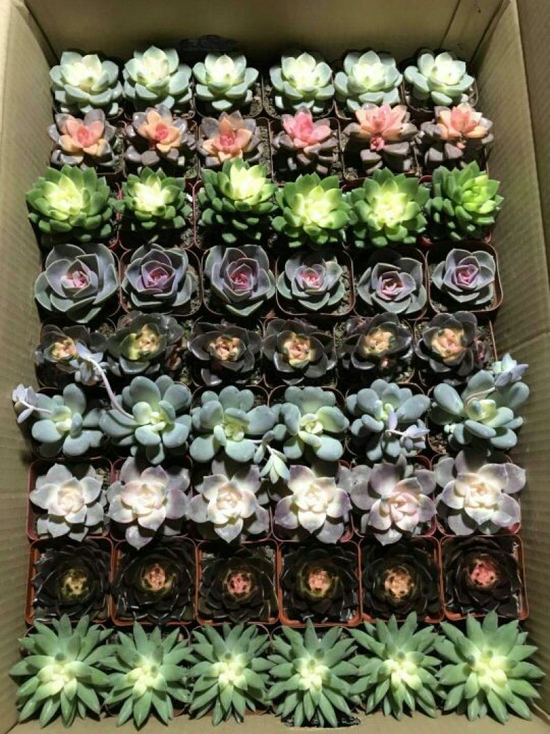 多肉植物带盆栽好
