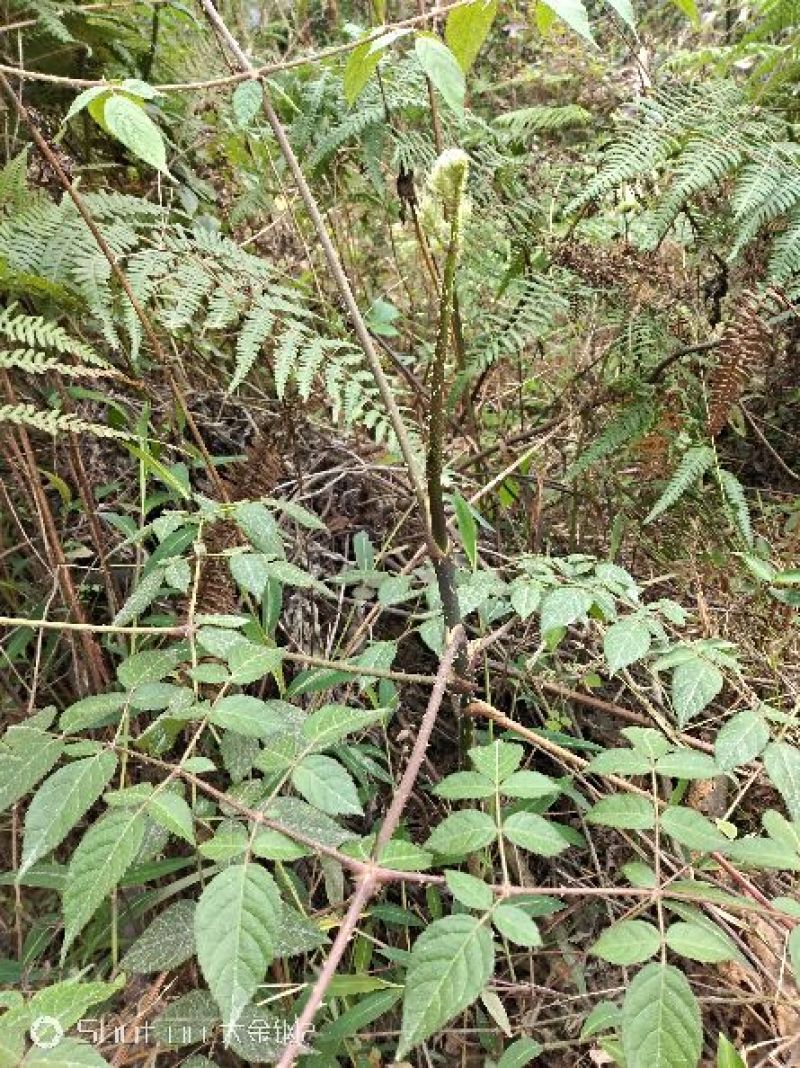 广西河池本地野生六万大石山鸟不企
