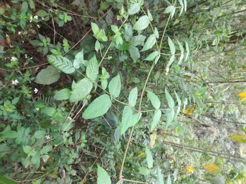 广西河池本地野生六万大石山鸟不企