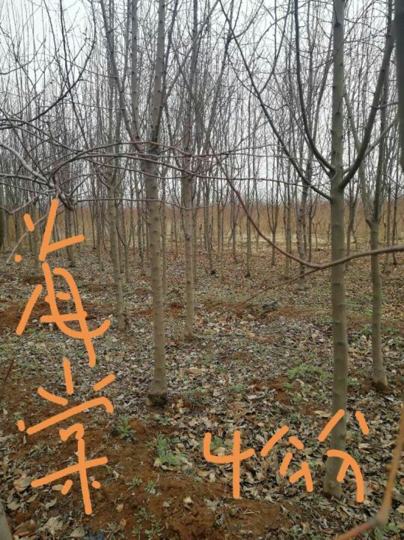 西府海棠2~4cm4~6cm4~6cm