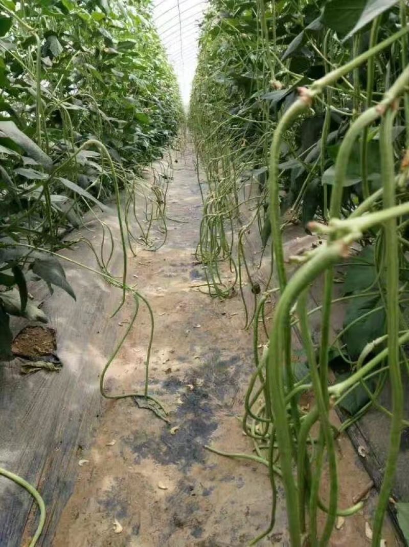 早春棚熟翠绿条豆角种子豇豆种子耐寒低温