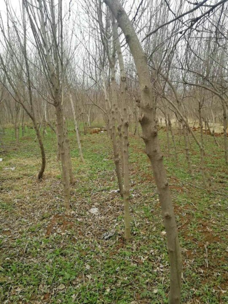 木槿4~6cm4~6cm3.5~4米