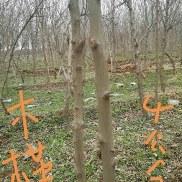 木槿4~6cm4~6cm3.5~4米