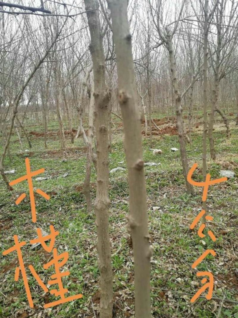 木槿4~6cm4~6cm3.5~4米