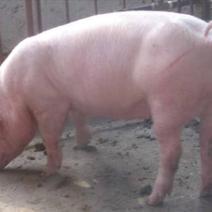 长白猪100到150公斤常年四季供应直销