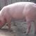 长白猪100到150公斤常年四季供应直销