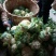 陕西菜花实菜花汉中白菜花1~3斤紧花乳白瓷实欢迎咨询