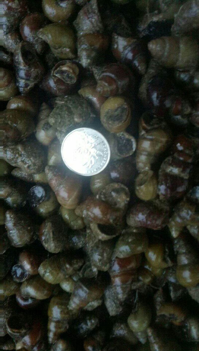 螺蛳食用鲜活