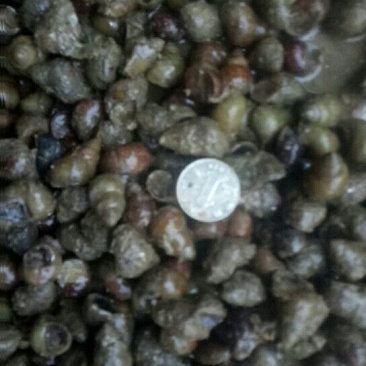 螺蛳食用鲜活