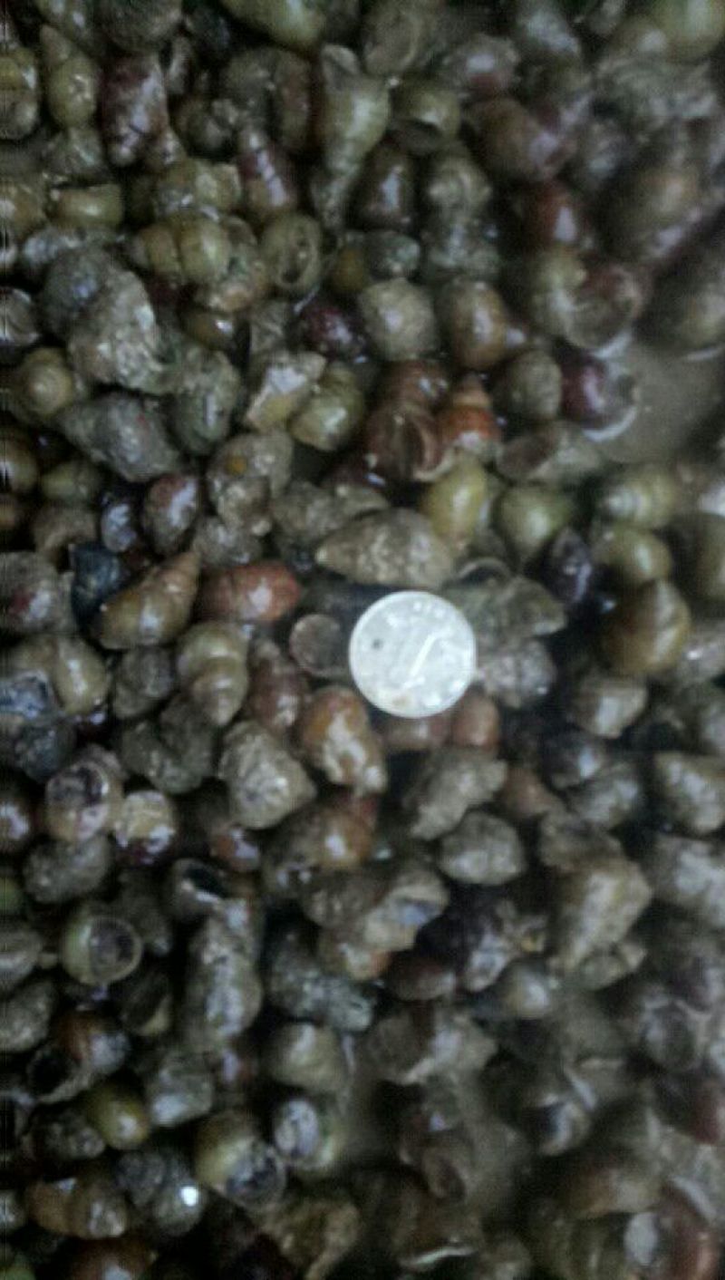螺蛳食用鲜活