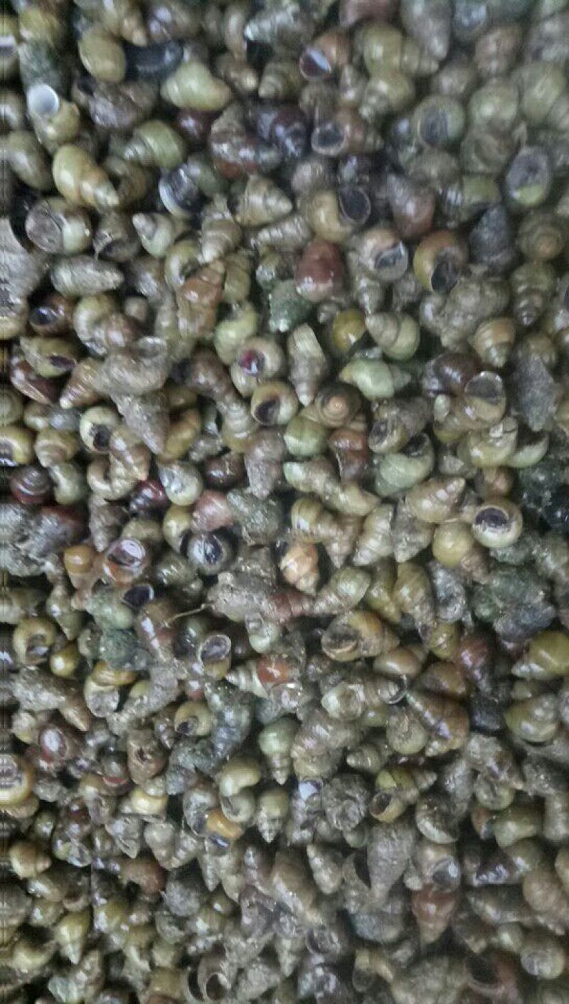 螺蛳食用鲜活