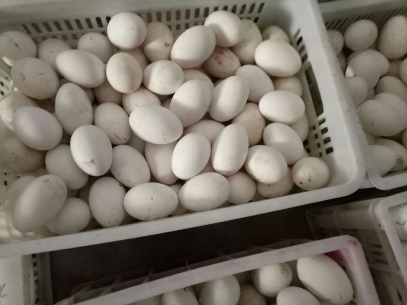 土鹅蛋食用