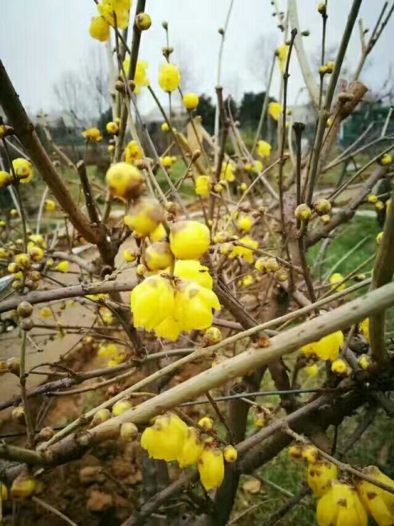 腊梅腊梅七公分商丘货源带花包成活