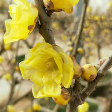 腊梅腊梅七公分商丘货源带花包成活