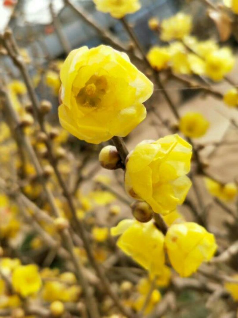 腊梅腊梅七公分商丘货源带花包成活