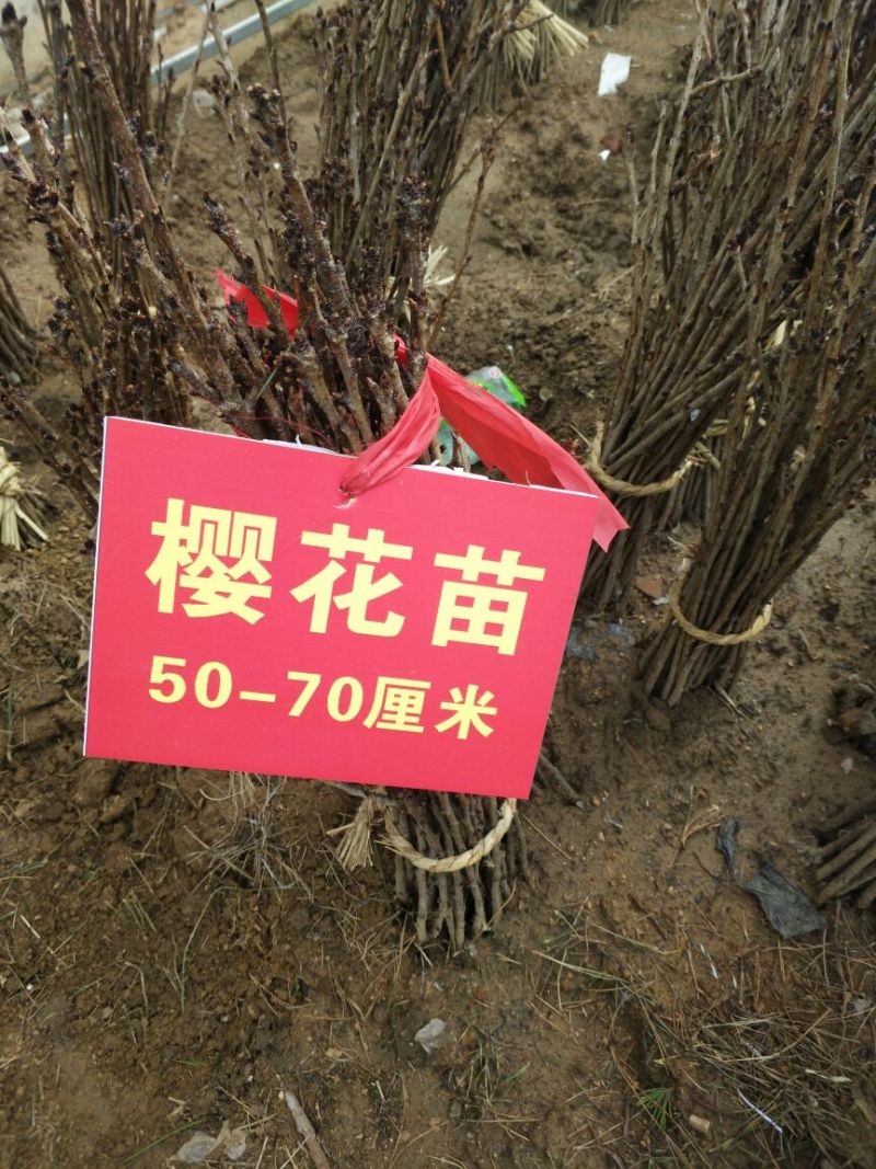 樱花苗樱花树苗嫁接樱花苗日本樱花早樱晚樱小苗盆栽庭院绿化