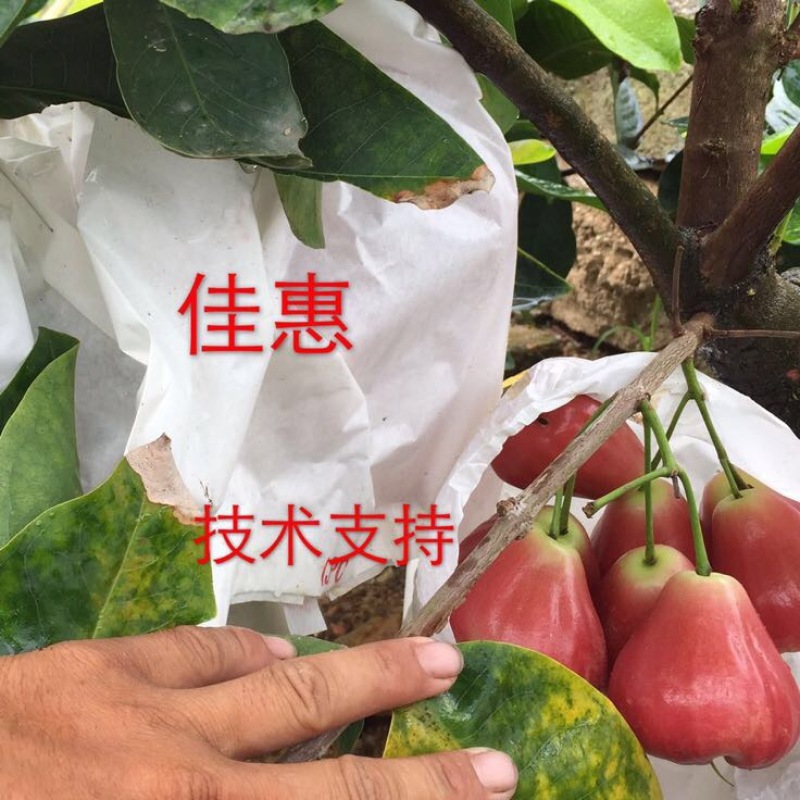 大叶红莲雾苗