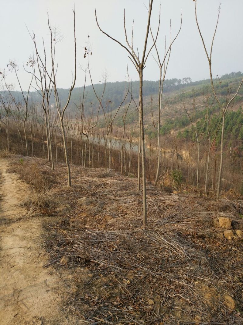 栾树8~10cm6~8cm2.5~3米