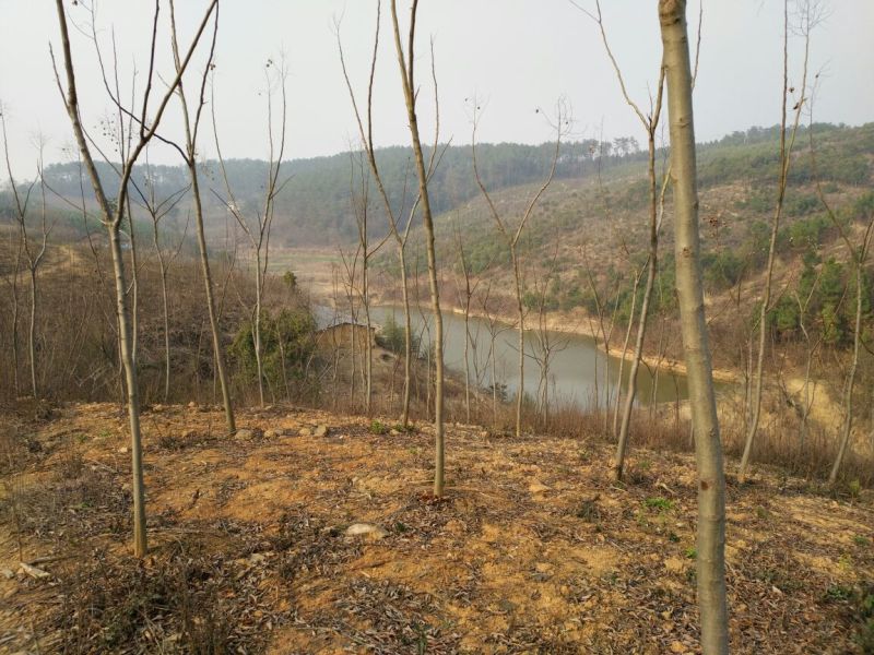 栾树8~10cm6~8cm2.5~3米