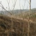 栾树8~10cm6~8cm2.5~3米