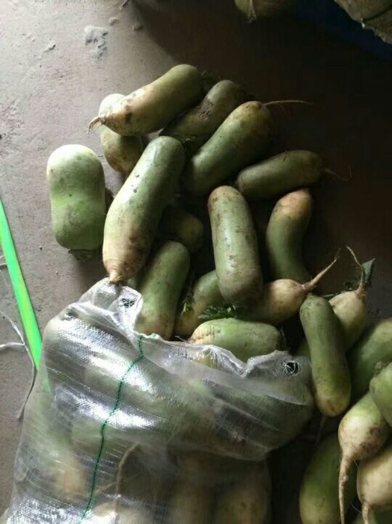 河南。青萝卜，超市，电商，大量供应。。大量上市了