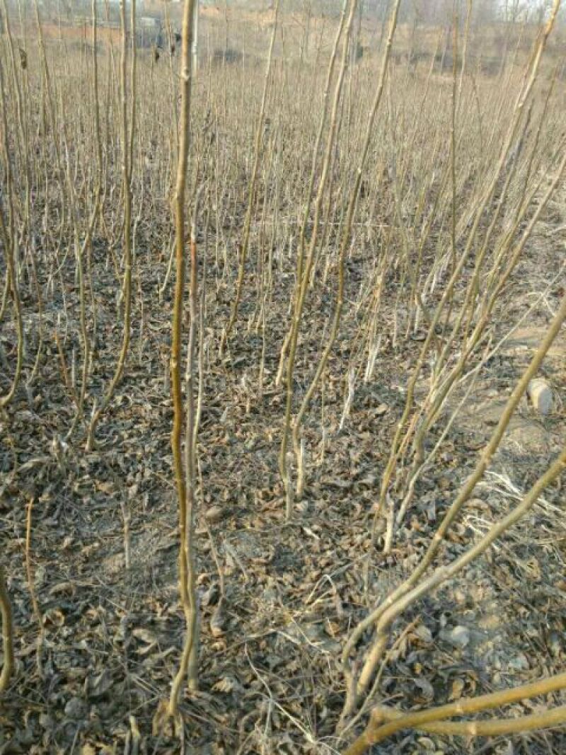 辽核1号核桃苗1~2年100~150cm
