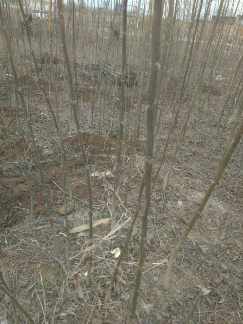辽核1号核桃苗1~2年100~150cm