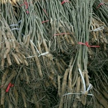 辽核1号核桃苗1~2年100~150cm
