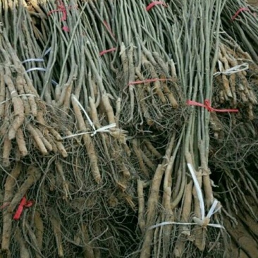 辽核1号核桃苗1~2年100~150cm