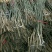 辽核1号核桃苗1~2年100~150cm