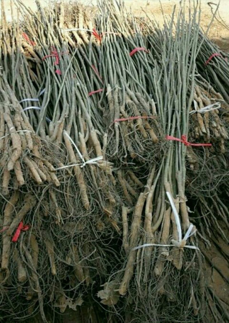 辽核1号核桃苗1~2年100~150cm