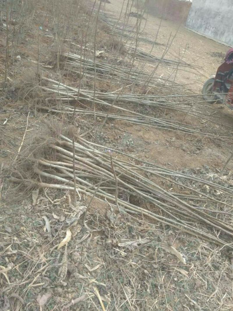 辽核1号核桃苗1~2年100~150cm