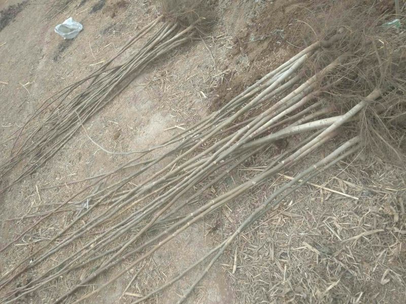 辽核1号核桃苗1~2年100~150cm