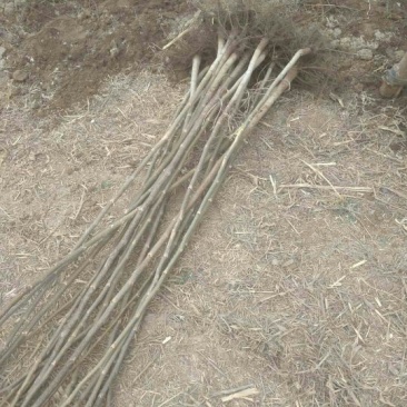辽核1号核桃苗1~2年100~150cm