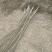 辽核1号核桃苗1~2年100~150cm