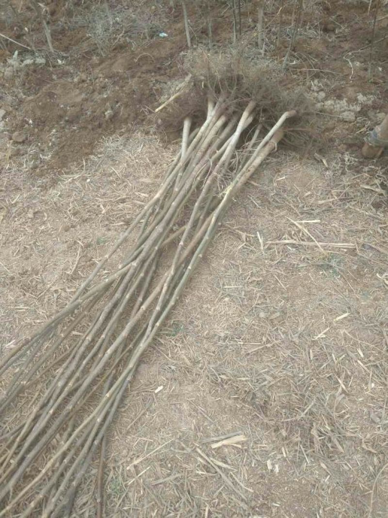 辽核1号核桃苗1~2年100~150cm