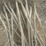 辽核1号核桃苗1~2年100~150cm