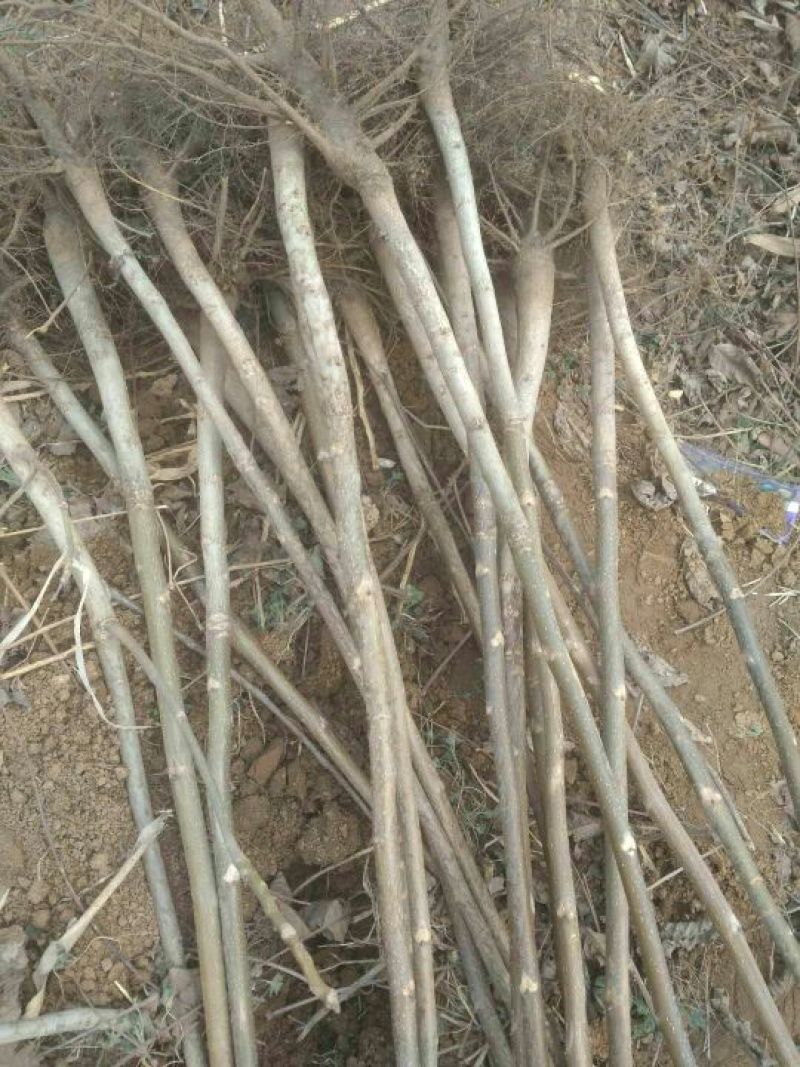 辽核1号核桃苗1~2年100~150cm