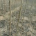 辽核1号核桃苗1~2年100~150cm