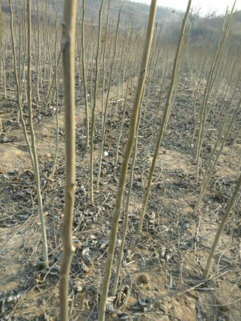 辽核1号核桃苗1~2年100~150cm