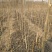 辽核1号核桃苗1~2年100~150cm