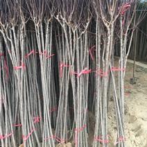 脆红李子树苗150~250cm