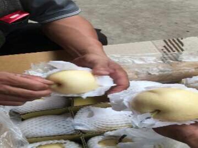皇冠梨纸袋250~300g